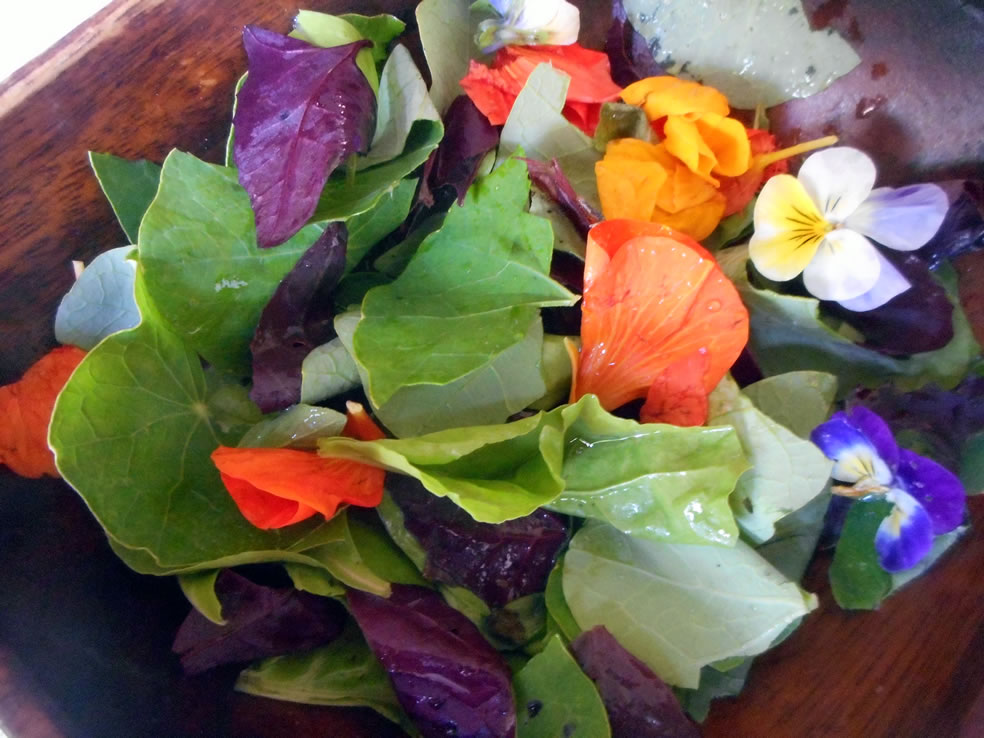 Salade met viooltjes, blad van rode melde en Oost-Indische kers